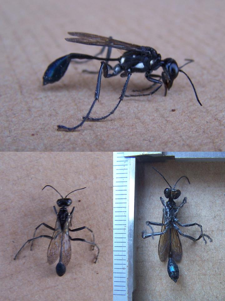 FIGURE 1 FIGURE 1